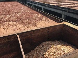 fazenda Bonança - fermentação